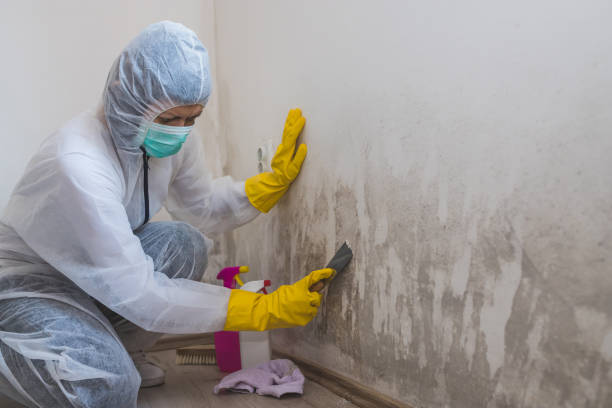 Best Residential Mold Removal  in Landis, NC