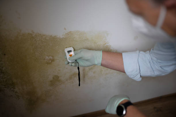 Best Home Mold Removal  in Landis, NC