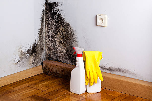 Best Toxic Mold Removal  in Landis, NC