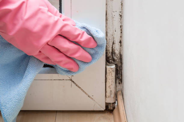 Professional Mold Removal in Landis, NC