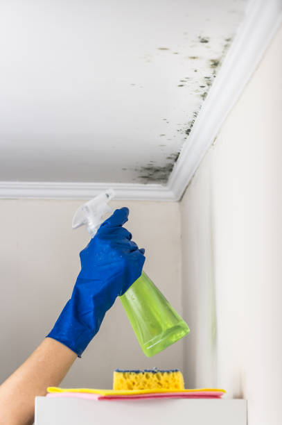 Best Mold Testing and Removal  in Landis, NC